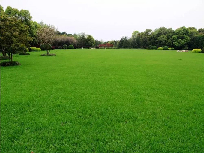 উদ্ভিদে বেটেইন প্রয়োগ (স্বাস্থ্যকর)