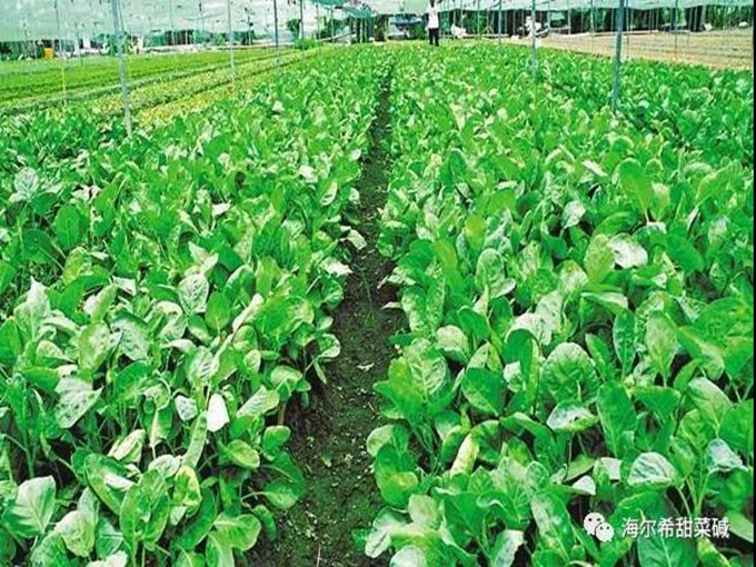 BETAINE কৃষি উৎপাদনের উন্নতি করতে পারে