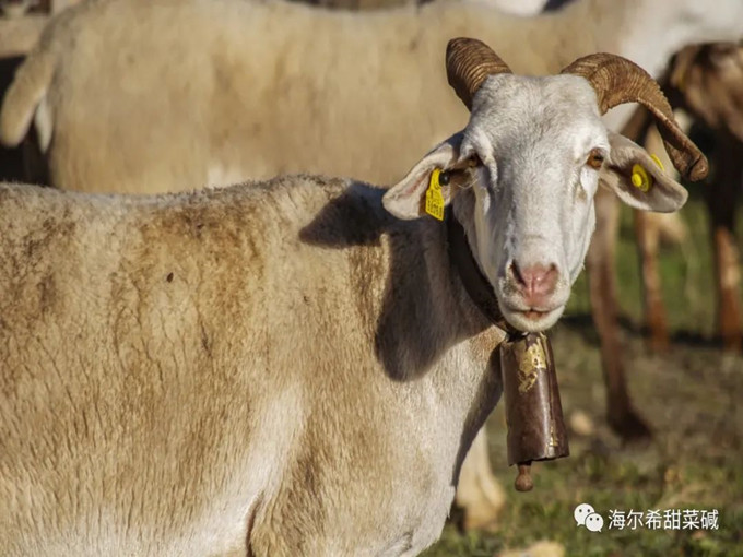 ruminant additives হিসাবে glycine betaine সত্যিই দরকারী?